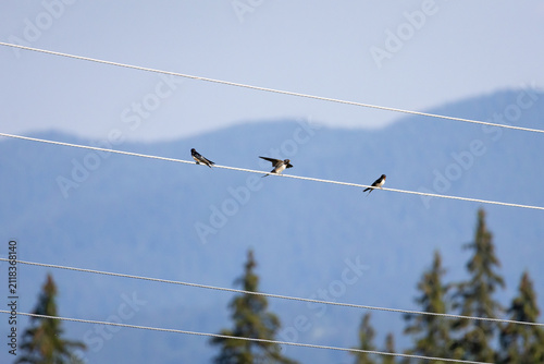 Three small birds rest on parallel power lines against a soft blue mountain backdrop and distant evergreen treetops below. A quiet minimalist nature scene evoking balance and open sky