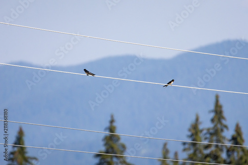 Fotografía Two small birds rest on high power lines above a forested valley with blue mount