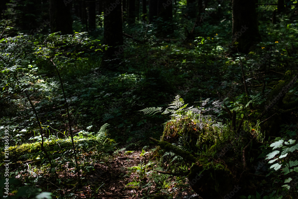 Obraz premium A dim forest understory reveals glints of sun on moss and ferns while shadows pool between trunks. The moody scene evokes quiet solitude and the hidden life of a mature woodland.