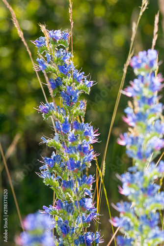 Lila Blumen - Nahaufname