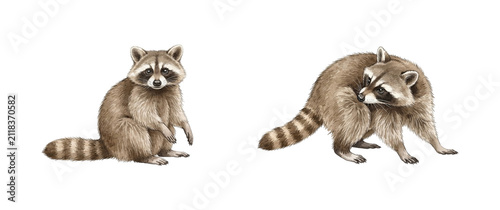 Two wild raccoons showing curious and attentive expressions in a detailed watercolor illustration artwork