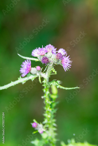 Distelblüte