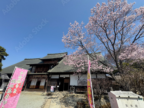桜満開の甘草屋敷