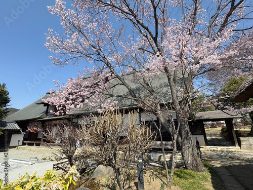 桜満開の甘草屋敷