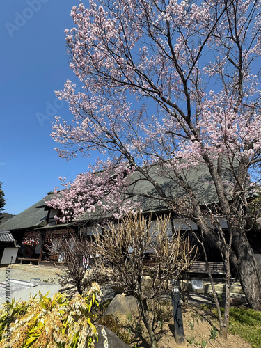 桜満開の甘草屋敷