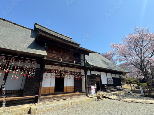 桜満開の甘草屋敷