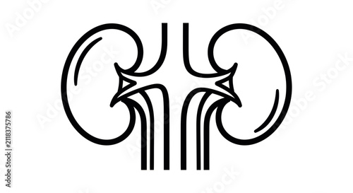 Minimalist human kidney anatomy line art vector illustration for medical education
