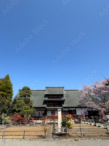 桜満開の甘草屋敷