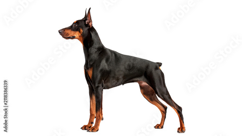 Obraz na plátně Purebred black doberman pinscher dog standing alert isolated on transparent back