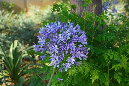 Konstfotografi African lily, or Agapanthus africanus blue flowers