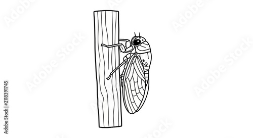 Cicada insect on wood surface.