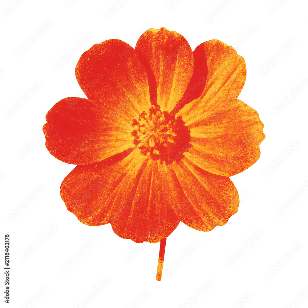 Obraz premium PNG Vibrant orange flower illustration