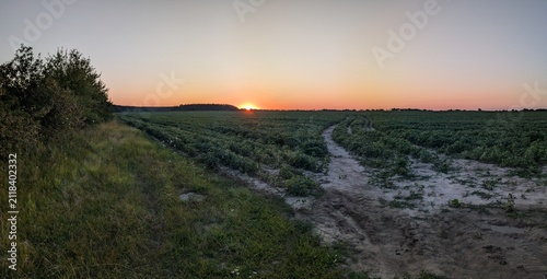 lavender field at sunset