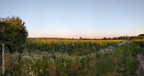 sunset in the field