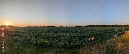 sunset over vineyards