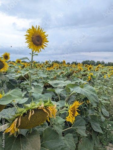 field of sunflowers
