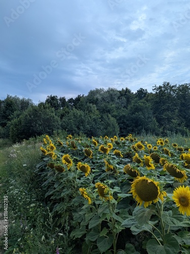 field of sunflowers