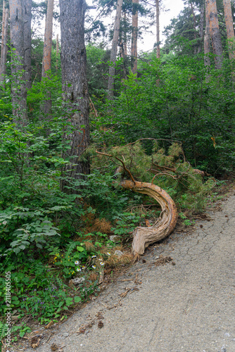 Photography A coniferous tree with branches felled by a strong wind at the edge of a forest near an asphalt road