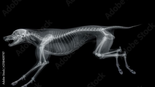 X-ray image of a dog skeleton showing detailed bones and structure on black background