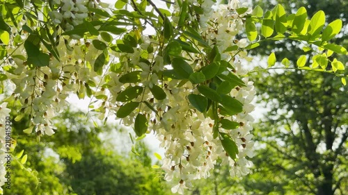 White acacia flowers hang gracefully from leafy branches. Bright sunlight filters through the fresh spring canopy. The beautiful blossoms create a peaceful atmosphere in the park.