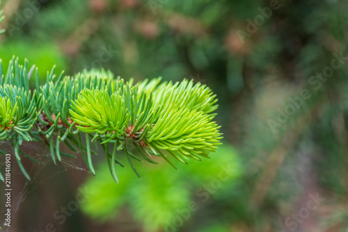 фотографія Background of green spruce branches with water drops after rain