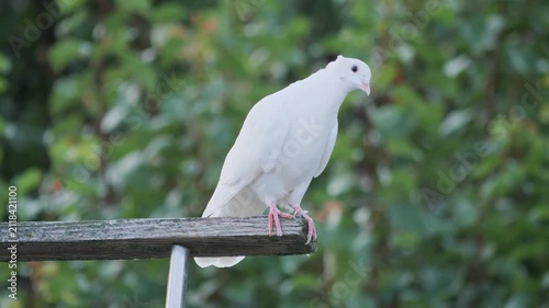 A beautiful white domestic pigeon sitting on a wooden perch against green foliage.
