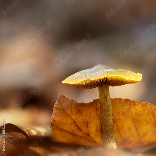Quadro su tela Close-up of a deadly Galerina mushroom growing on the forest floor in autumn