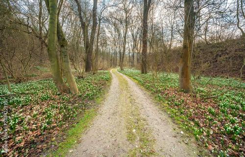 Wanderweg windet sich durch Wald im Frühling, blühende Märzenbecher bedecken den Boden, Thüringen, Deutschland