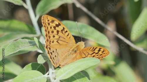 Beautiful orange argynnis paphia butterfly resting on a shrub branch in real-time.
