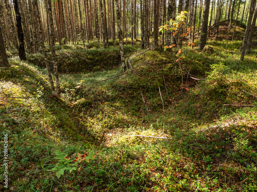 Russia, Republic of Karelia, overgrown WW2 trenches in the forest near the Kola highway between St. Petersburg and Murmansk.
