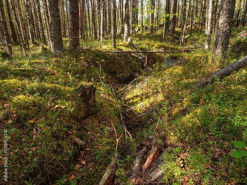 Russia, Republic of Karelia, overgrown WW2 trenches in the forest near the Kola highway between St. Petersburg and Murmansk.