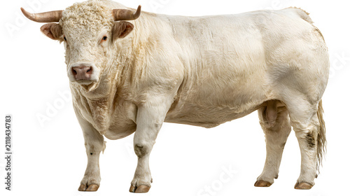 Majestic creamy white Charolais bull standing gracefully, a powerful farm animal isolated on white background, livestock for agricultural themes