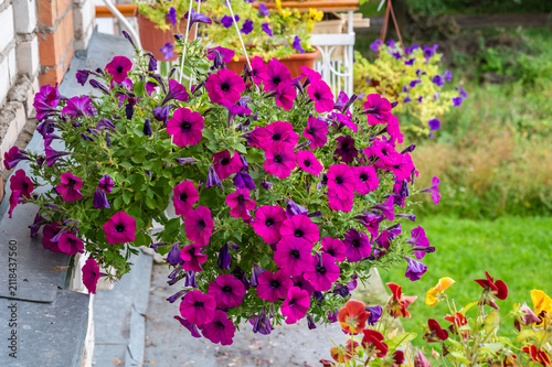 Petunia flowers in flower pot on balcony.	