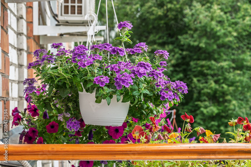 Lilac verbena flowers in a pot on the balcony.	
