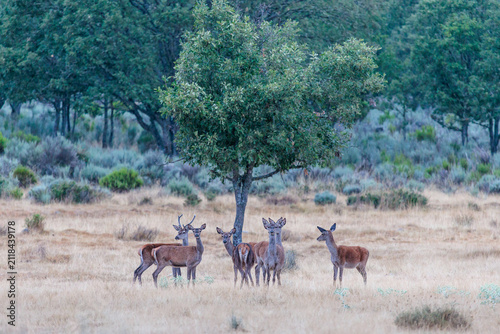 Male and female common or European deer. Cervus elaphus. Valparaíso, Zamora, Castile and León, Spain.
