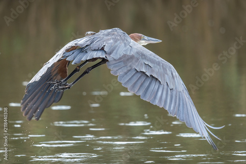 Фотография A Goliath heron (Ardea goliath)