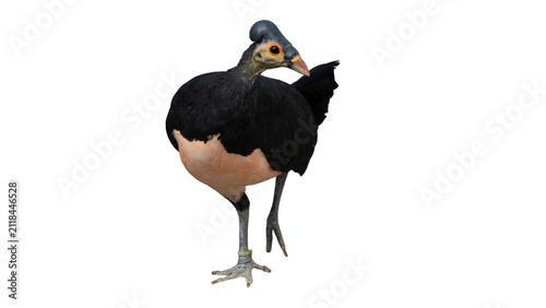 Photography Rare Indonesian Maleo bird macrocephalon maleo isolated on transparent backgroun
