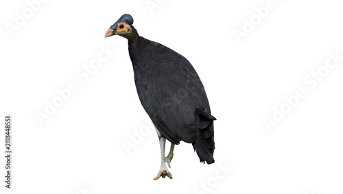 Photography Rare Indonesian Maleo bird macrocephalon maleo isolated on transparent backgroun