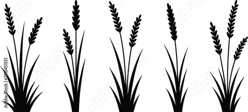Wheat and Grass Silhouette Vector Set for Agriculture and Nature Design