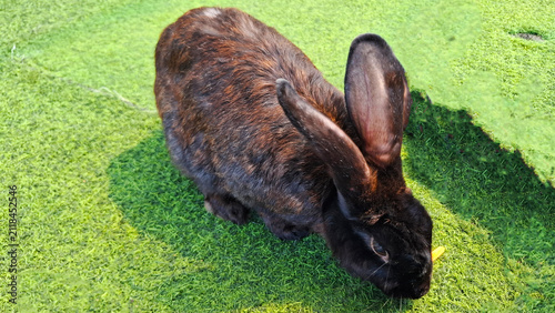 Foto rabbit in grass