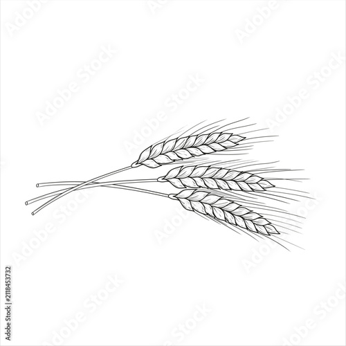 Hand Drawn Wheat Ears Line Art Vector Illustration
