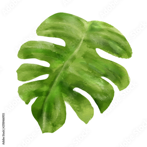 Green watercolor leaf hand drawn illustration