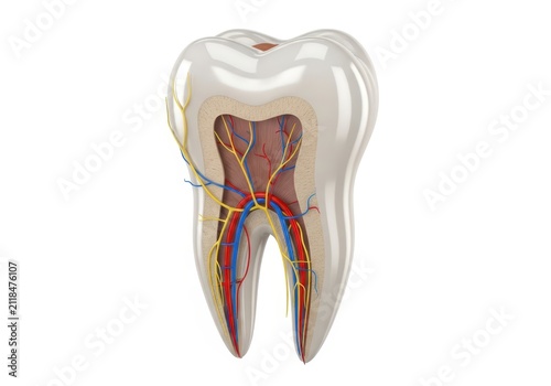 Anatomical Cross-Section of a Human Molar Tooth Showing Internal Structure with Nerves and Blood Vessels, 3D Render