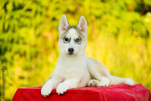 Adorable Siberian Husky puppy with different colored eyes lies on a red surface. Northern sled dog breeds like Alaskan Malamute, Samoyed, or Laika share similar traits.