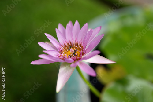 Pink water lily flower in bloom with a bee collecting nectar, growing in a dedicated water lily container with soft green background and shallow depth of field.