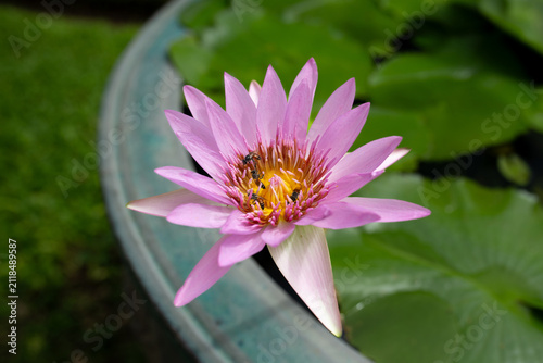 Pink water lily flower in bloom with a bee collecting nectar, growing in a dedicated water lily container with soft green background and shallow depth of field.
