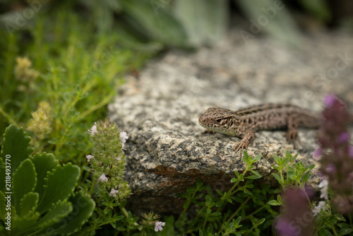 A female sand lizard (Lacerta agilis) basking on a granite stone within its natural biotope ecosystem, surrounded by blossoming wild thyme (Thymus) and lush green succulent foliage.