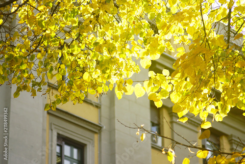 Bild auf Leinwand Backlit golden linden leaves on autumn tree branches against classical architecture