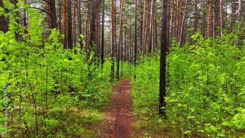 A drone flight at low altitude over a trail through a dense forest, skirting bushes on a sunny summer day after rain. Pine forest, Novosibirsk, Russia.