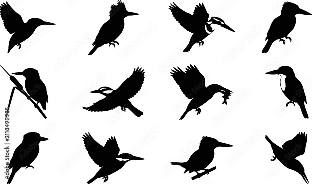 Fototapeta premium Kingfisher bird species icons set flying perching catching fish vector silhouettes